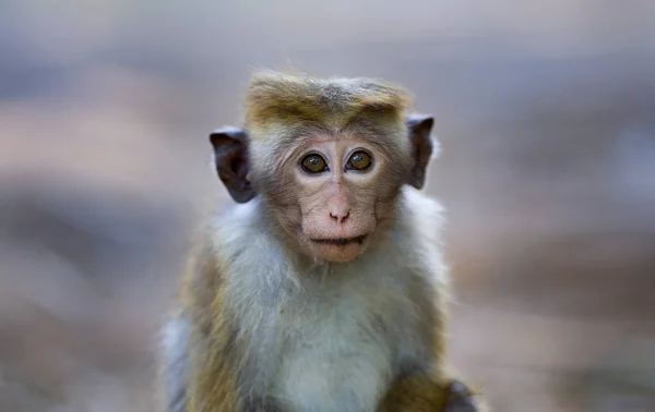 Portrait of baby monkey ( Macaca Sinica) from Sri Lanka — Stock Photo, Image