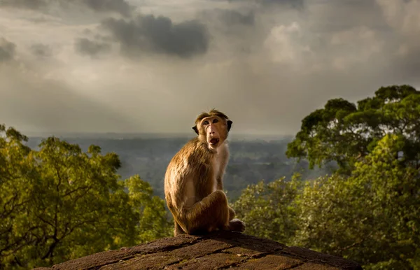 Monkey sitting on Sigiriya Rock above rainforest in Sri Lanka — Stock Photo, Image