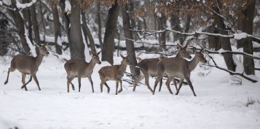 Hinds üstünde kar (Kızıl geyik kadın gurup)