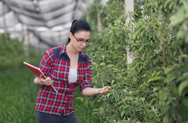 Elma bahçesi bahar kadında — Stok fotoğraf