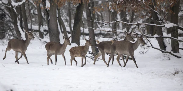Group of hinds on snow (red deer female) — Stock Photo, Image