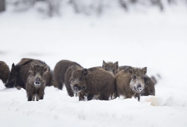 Groep van wilde zwijnen biggen op sneeuw — Stockfoto