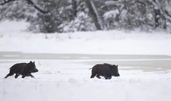 Zwei Wildschweinferkel spielen auf Schnee — Stockfoto