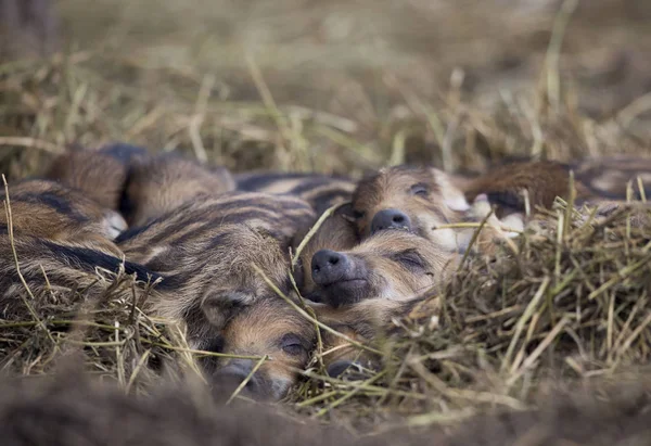 Lechones de jabalí recién nacidos durmiendo sobre paja — Foto de Stock