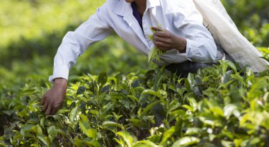 Sri Lanka'da bir çiftlikte çalışan çay seçici