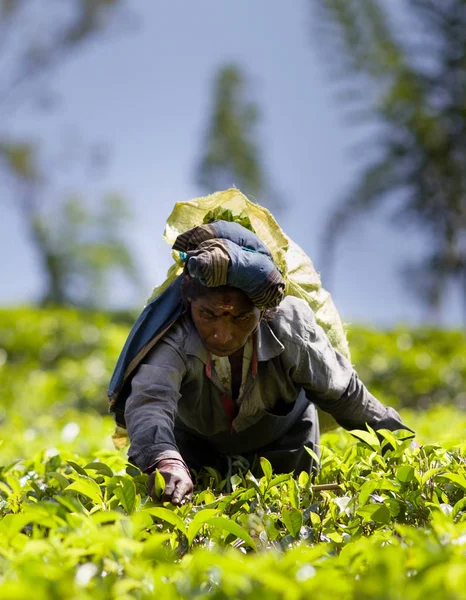 Potret wanita memetik daun teh di perkebunan di Sri Lanka — Stok Foto