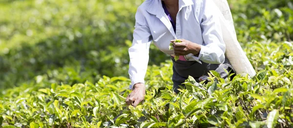 Catador de chá trabalhando em plantação no Sri Lanka — Fotografia de Stock