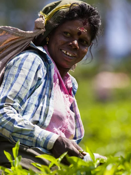 Porträt einer Frau, die Teeblätter auf einer Plantage in Sri Lanka pflückt — Stockfoto