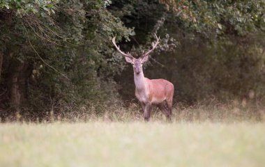 Ormanda kırmızı geyik
