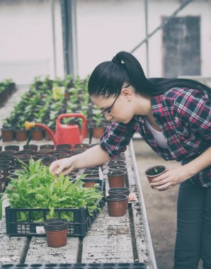 Çiftçi kız tranplanting bitki