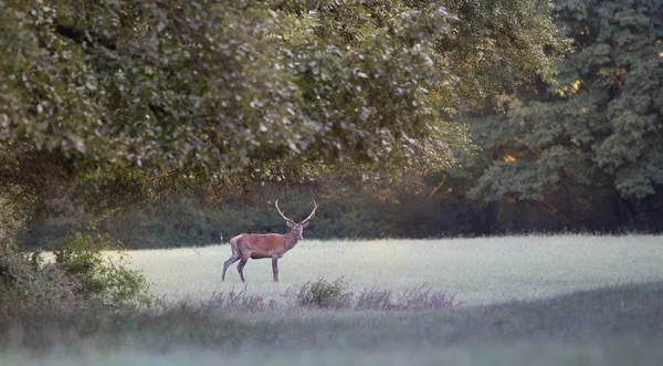 Красный олень в лесу — стоковое фото
