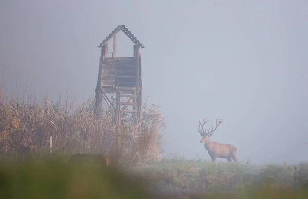 Kızıl geyik reed alanındaki — Stok fotoğraf