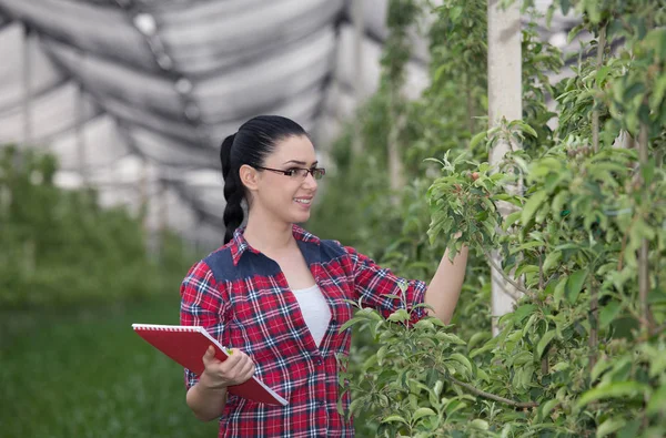 Vrouw in appelboomgaard — Stockfoto