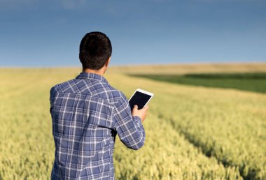 Çiftçi tablet yeşil buğday alanı ile