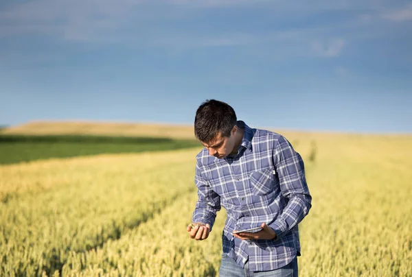 Landwirt mit Tablette im grünen Weizenfeld — Stockfoto
