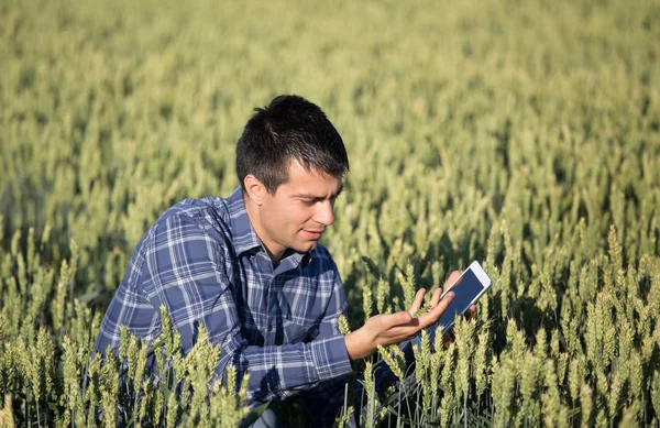 Αγρότης με tablet στο πεδίο καταπράσινη σιτάρι — Φωτογραφία Αρχείου