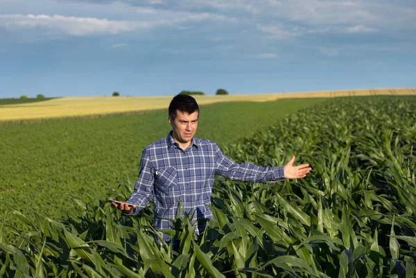 Agricultor con tableta en campo de maíz — Foto de Stock