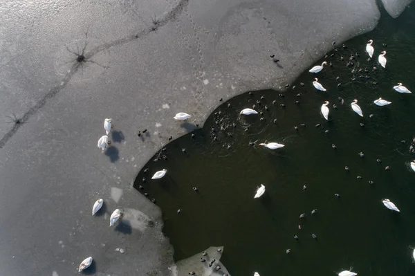 Top view of swans and ducks on melting ice in river