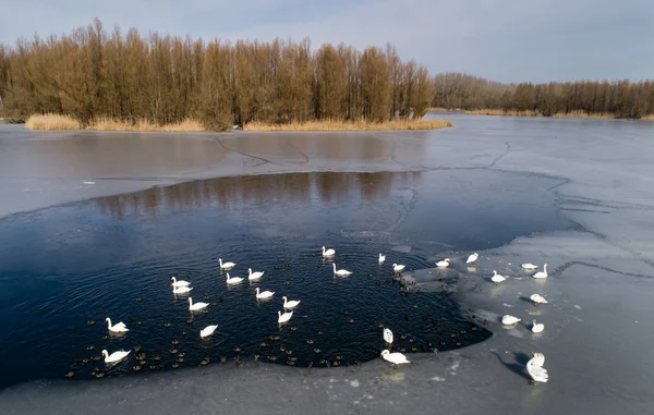 白鳥し、アヒルの川の氷の融解の — ストック写真