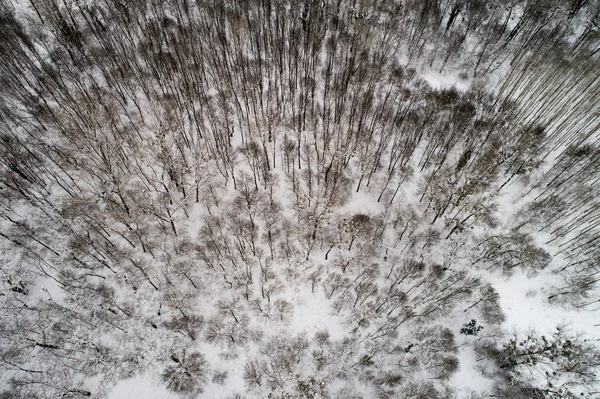 Yaprak döken orman karla kaplı Üstten Görünüm — Stok fotoğraf