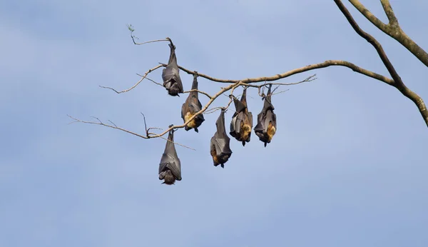 Vliegende vossen vleermuizen opknoping van boom — Stockfoto