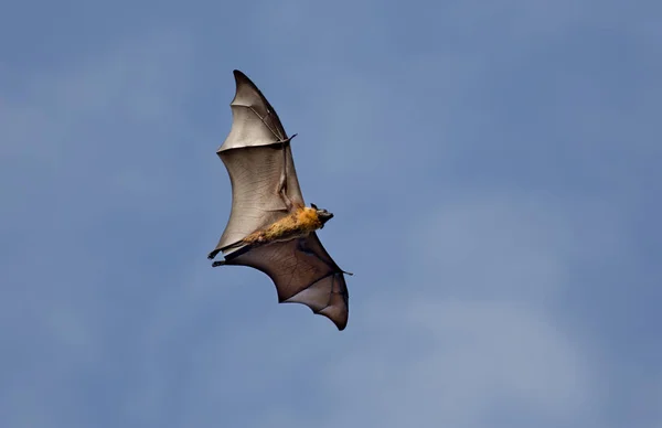 Pteropus vleermuis tegen blauwe hemel — Stockfoto