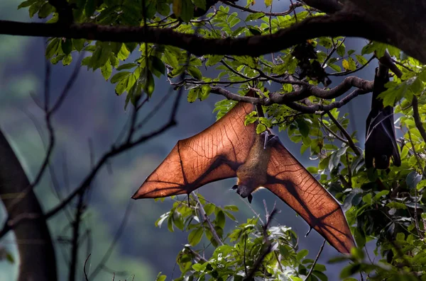 Pteropus bat opknoping van een boom — Stockfoto