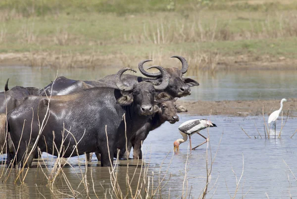 Buffaloes and birds in pond in Sri Lanka — Stock Photo, Image