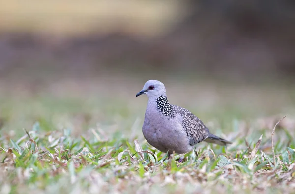 Spotted dove standing on ground — Stock Photo, Image