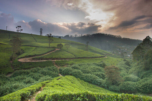 Пейзаж чайных плантаций на высокогорье Шри-Ланки
