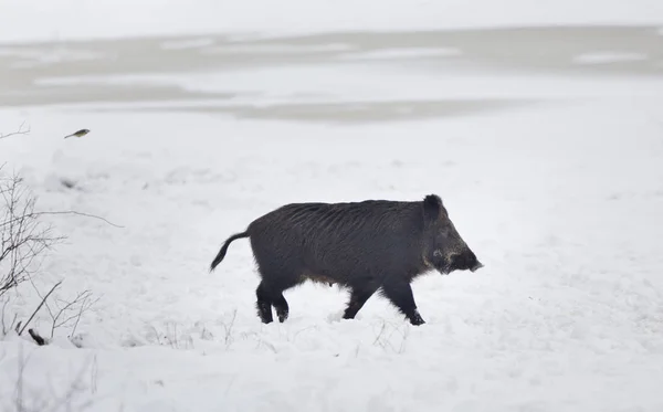 Wild boar on snow — Stock Photo, Image