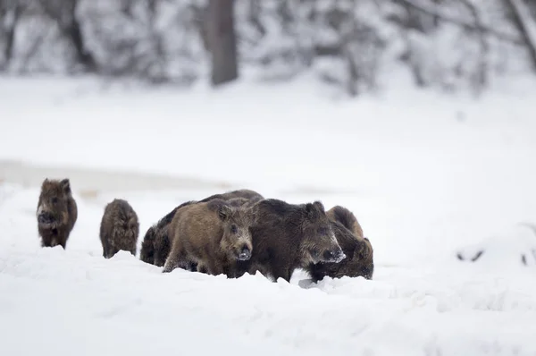 Group of wild boar piglets on snow — Stock Photo, Image