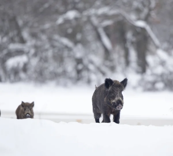野猪在雪上 — 图库照片