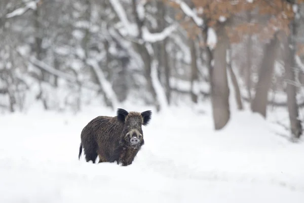 Wildschweine auf Schnee — Stockfoto