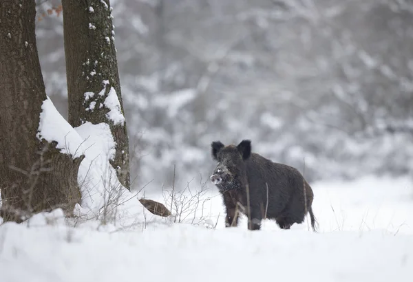 Javali selvagem em neve — Fotografia de Stock