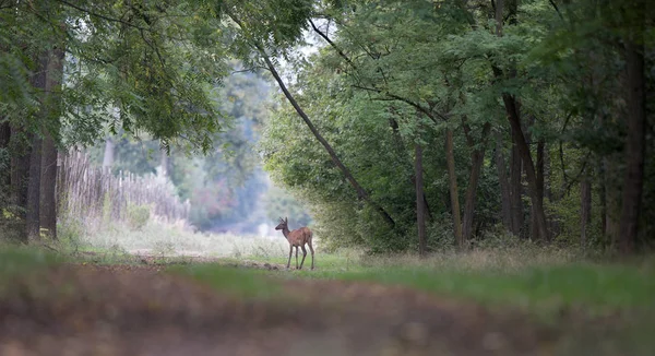 Hinds debout dans la forêt — Photo