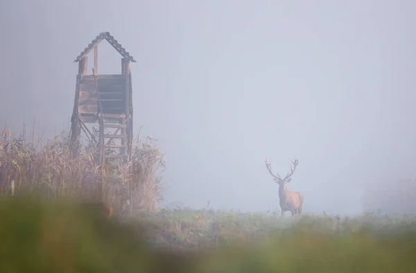 Kızıl geyik reed alanındaki — Stok fotoğraf