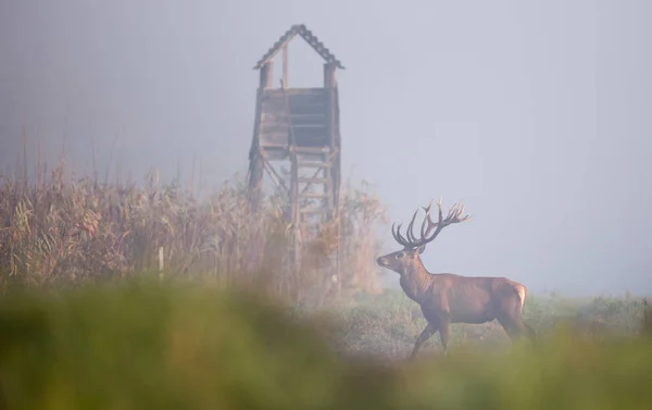 Red deer in reed field — Stock Photo, Image