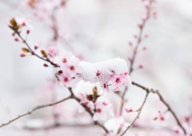 Meyve ağacı çiçeği karla kaplı