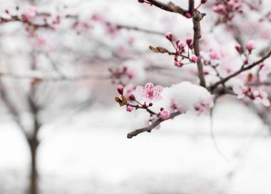 Meyve ağacı çiçeği karla kaplı