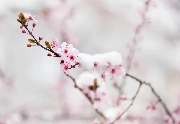 Obstbaumblüte mit Schnee bedeckt — Stockfoto