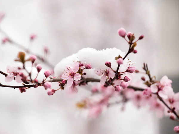 Flor de árbol frutal cubierta de nieve —  Fotos de Stock