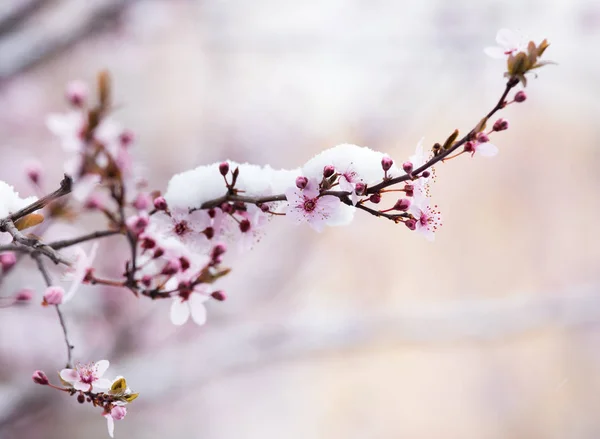 Fleurs d'arbres fruitiers couvertes de neige — Photo