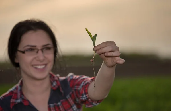 Agronomin kümmert sich um Sprossen auf dem Feld — Stockfoto