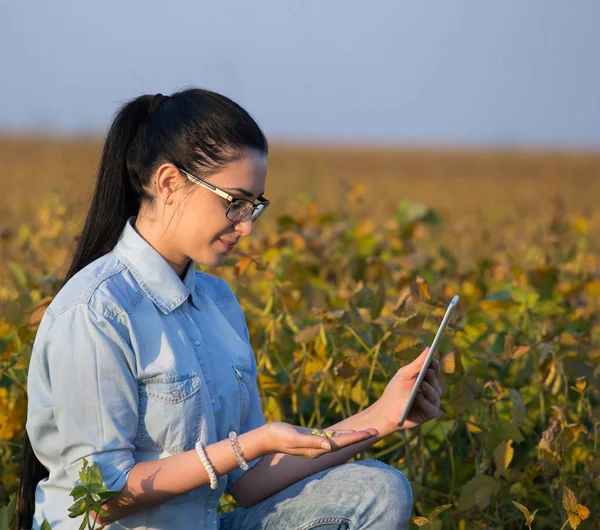 Agronomista com tablet em campo de soja — Fotografia de Stock