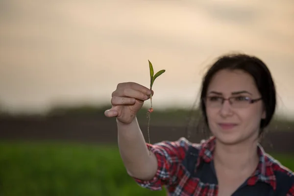 Agronom žena pečující o klíčky v poli — Stock fotografie