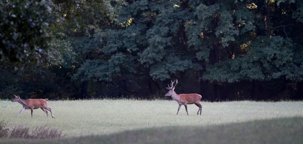 Cerf rouge chassant derrière dans la forêt — Photo