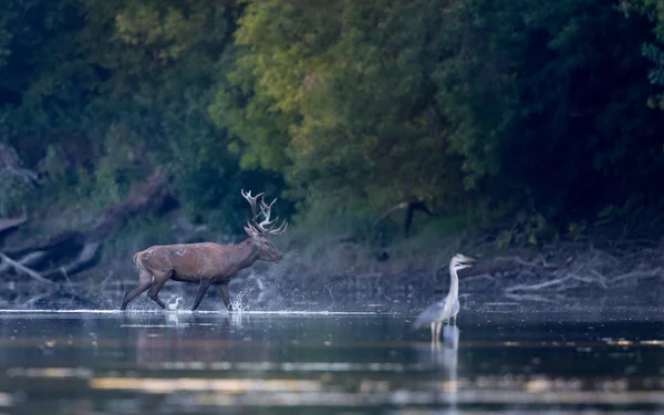 Cerf rouge traversant la rivière en forêt — Photo