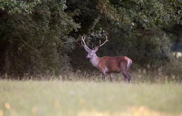 Rothirsch auf Wiese im Wald — Stockfoto