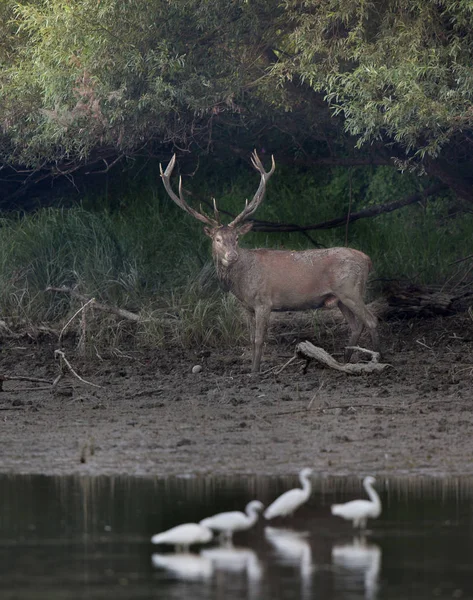 Cerf rouge avec bois dans la forêt au bord de la rivière — Photo